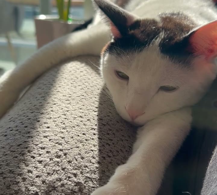 You're not a bad owner. She's not a bad cat.